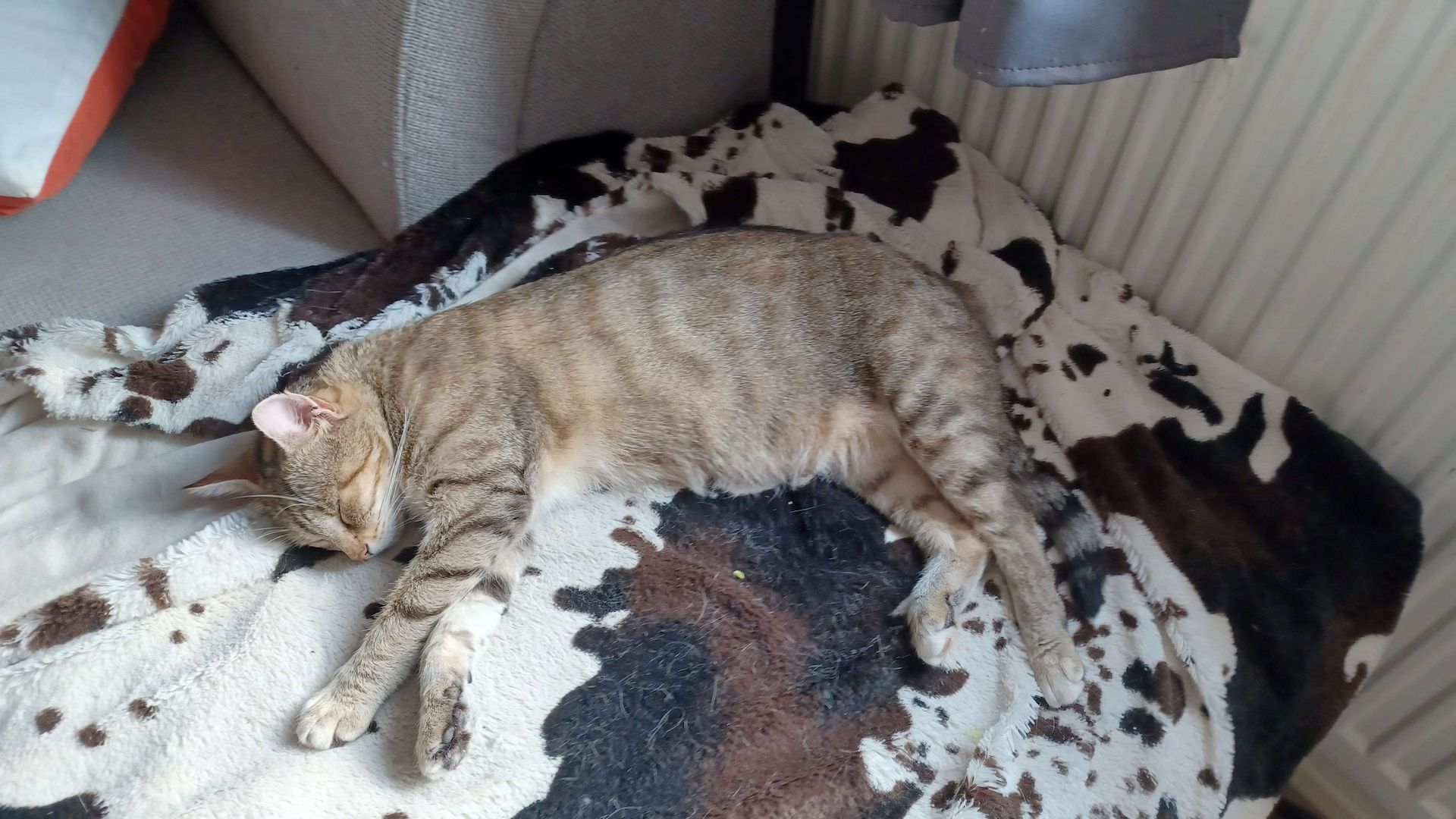 Katze Bella sucht ihr Zuhause