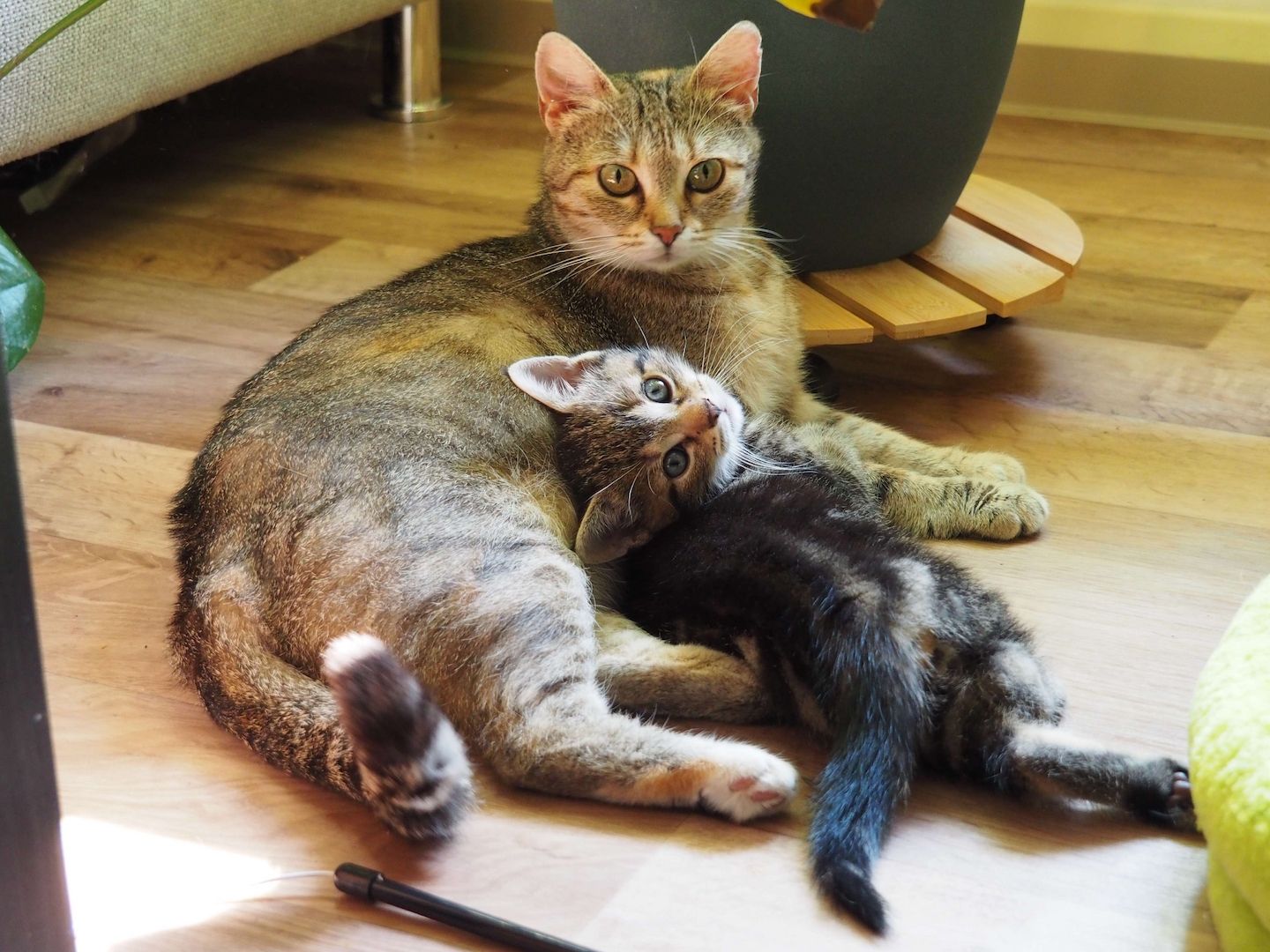 Katze Bella sucht ihr Zuhause