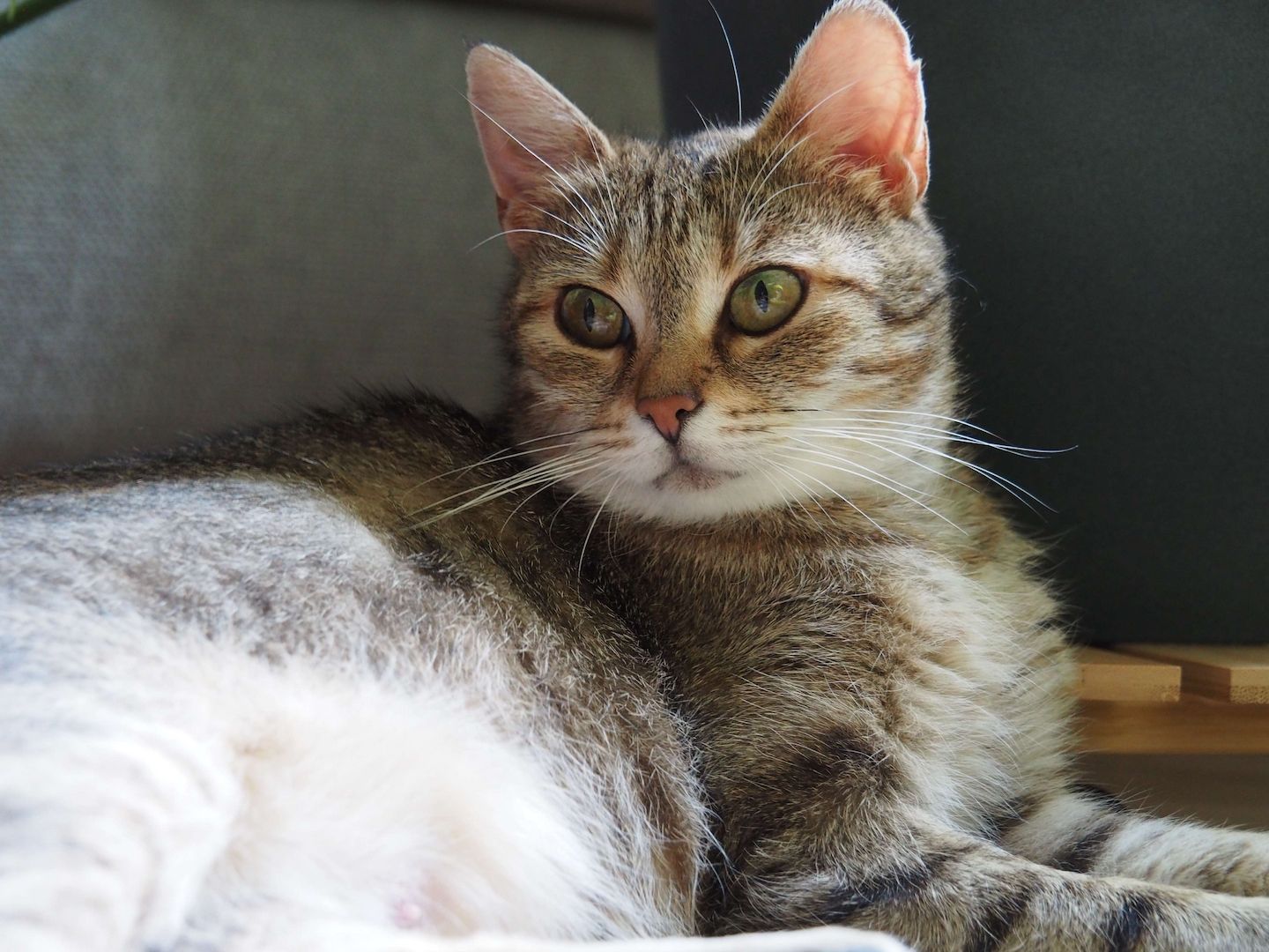 Katze Bella sucht ihr Zuhause