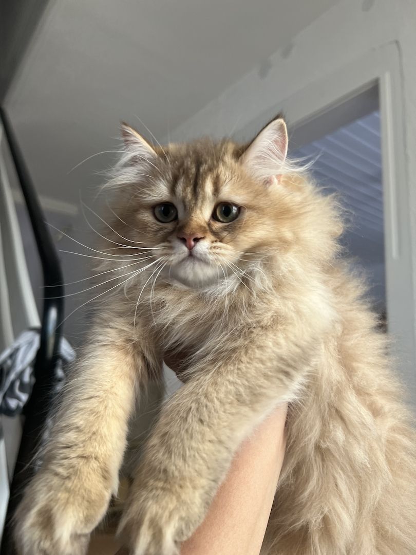 BLH bkh Kater black golden Chinchilla junge britisch langhaar vom Züchter