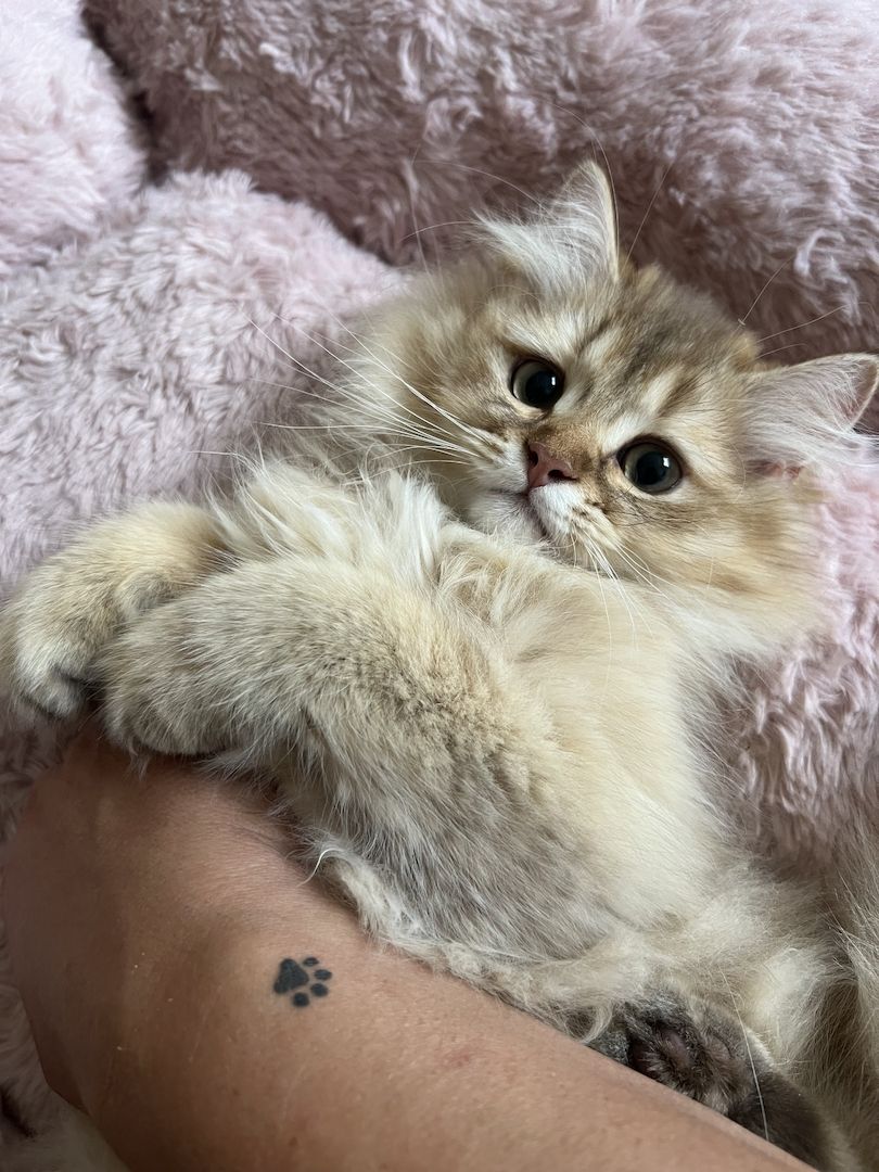 BLH bkh Kater black golden Chinchilla junge britisch langhaar vom Züchter