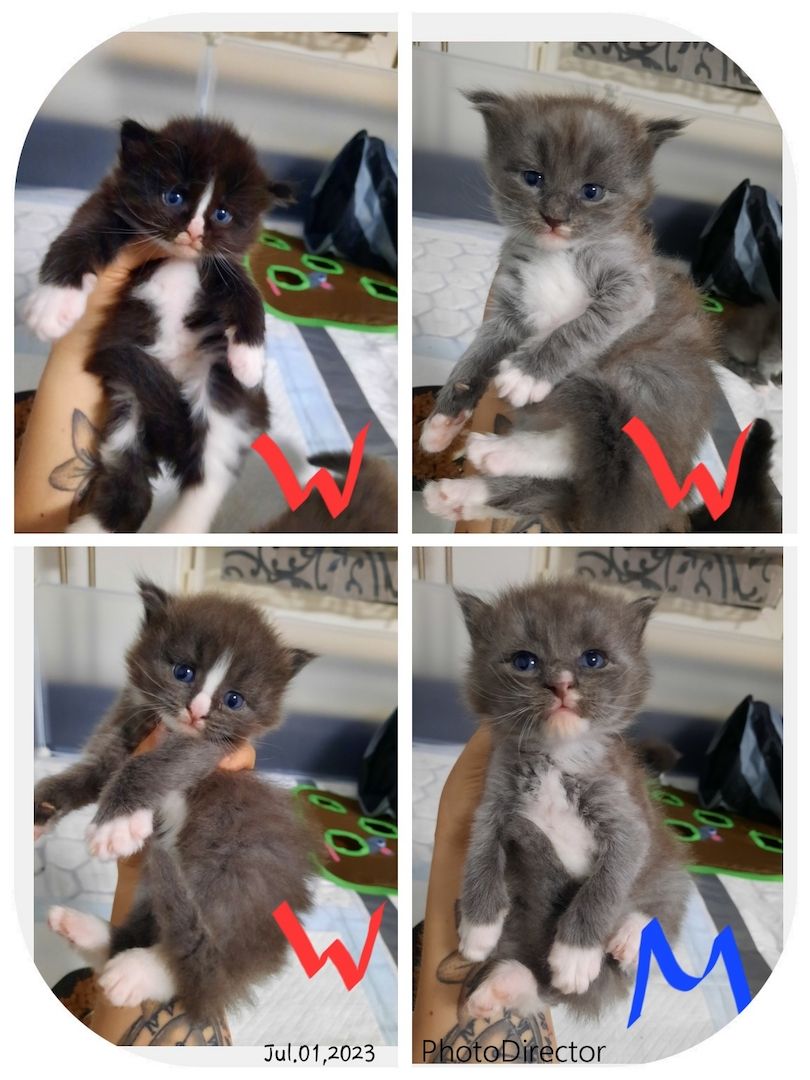 Reinrassige Maincoon Kitten