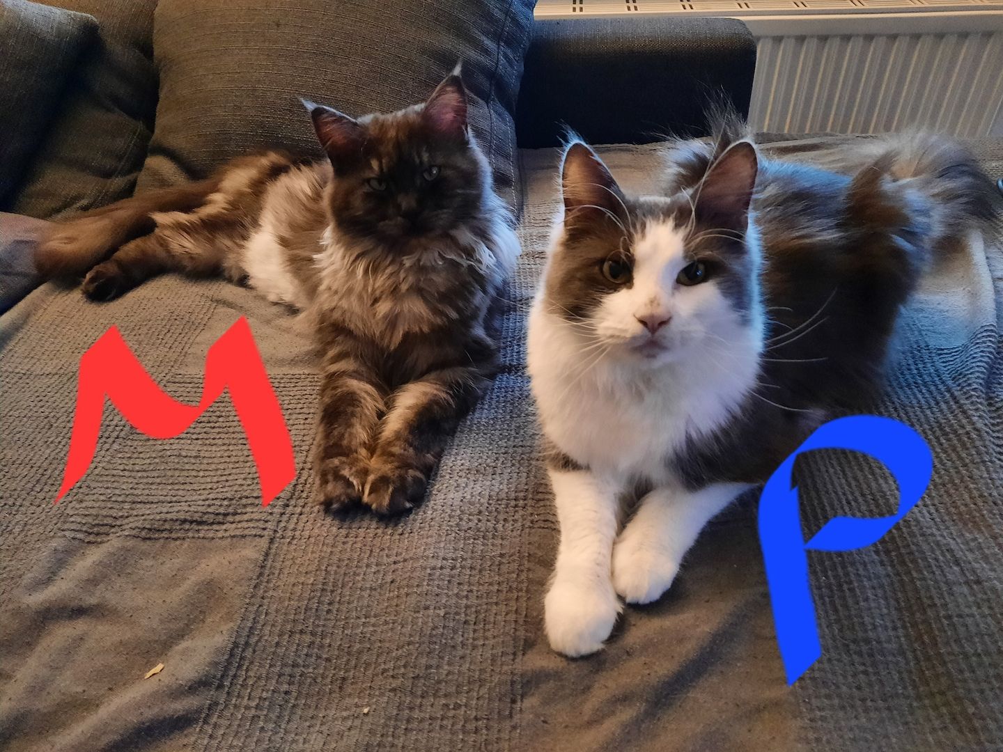 Reinrassige Maincoon Kitten