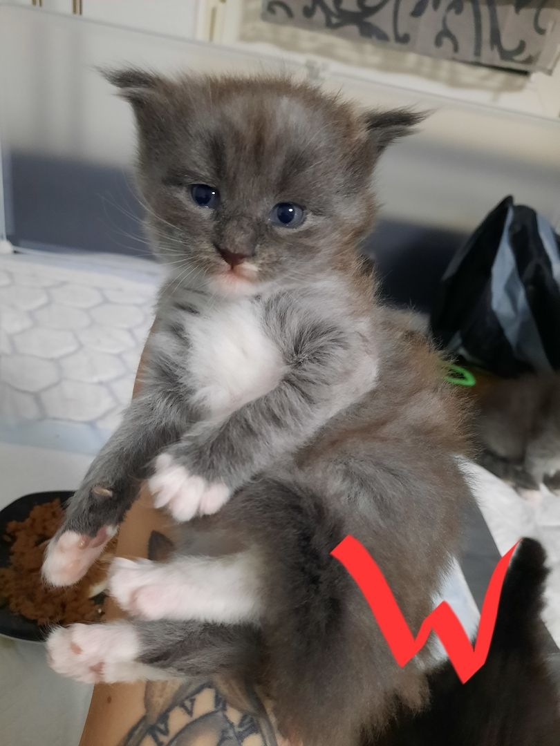 Reinrassige Maincoon Kitten