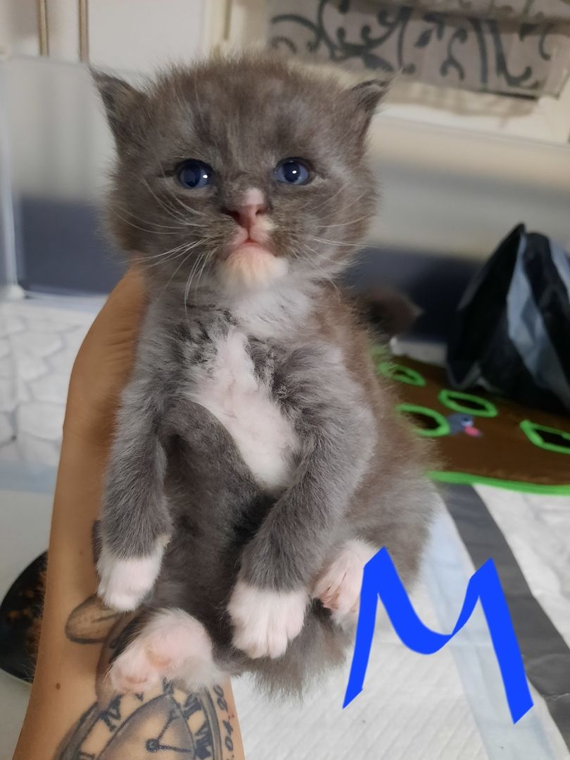 Reinrassige Maincoon Kitten