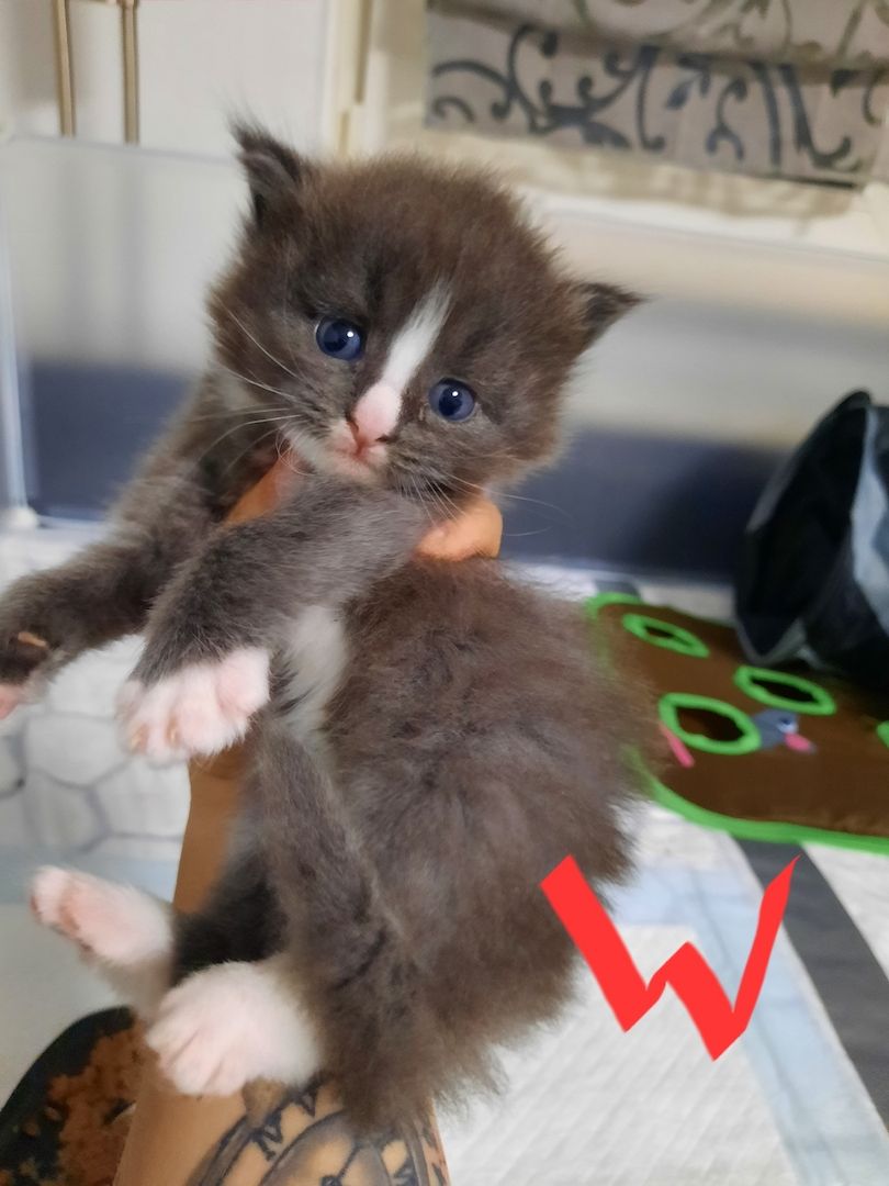 Reinrassige Maincoon Kitten
