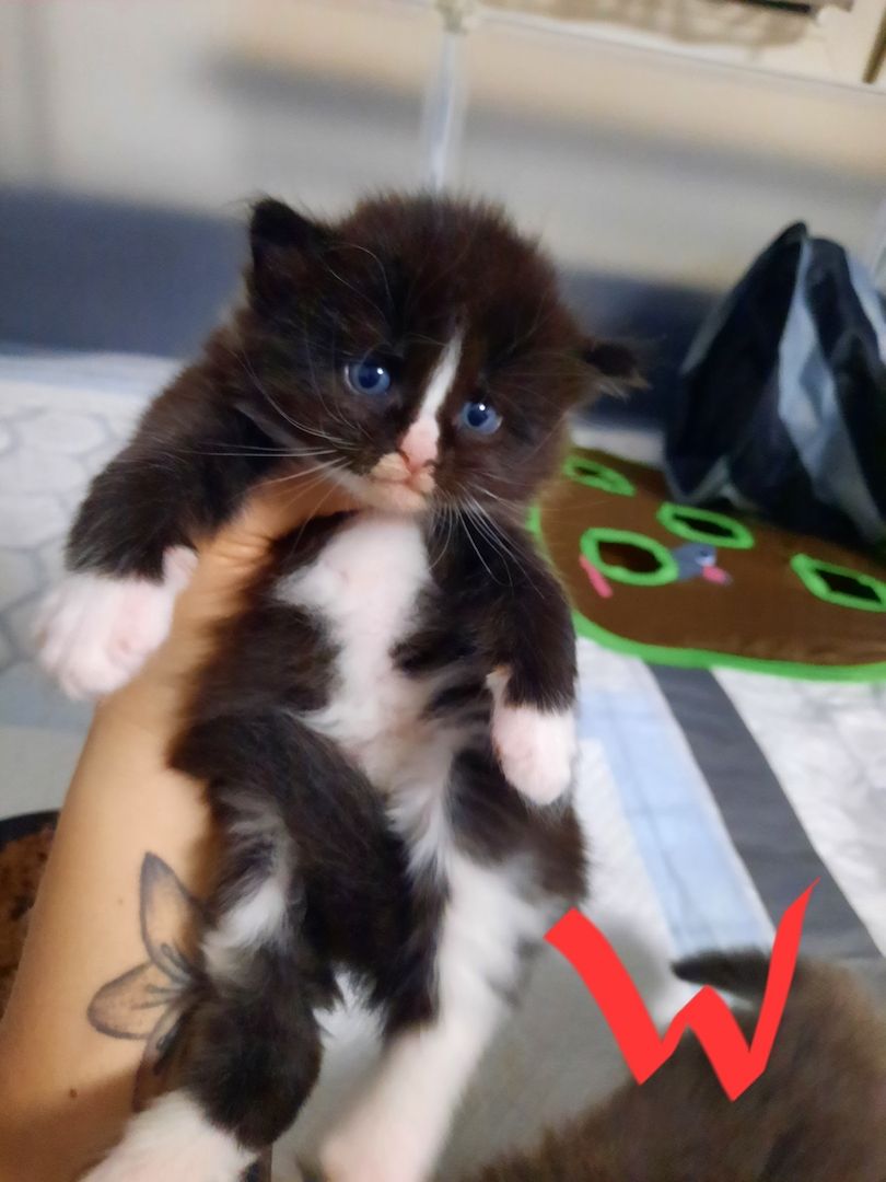 Reinrassige Maincoon Kitten