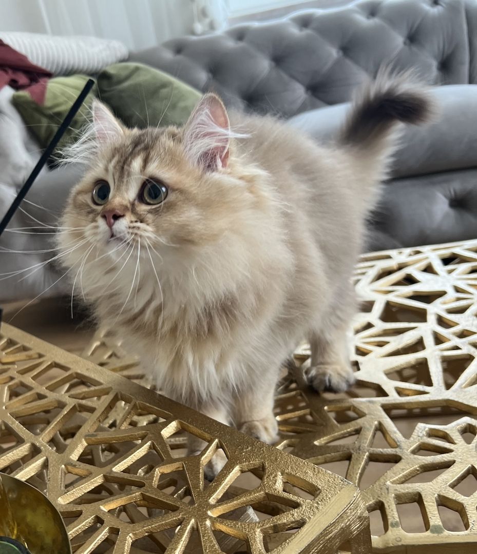 BLH bkh Kater black golden Chinchilla junge britisch langhaar vom Züchter