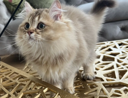 BLH bkh Kater black golden Chinchilla junge britisch langhaar vom Züchter