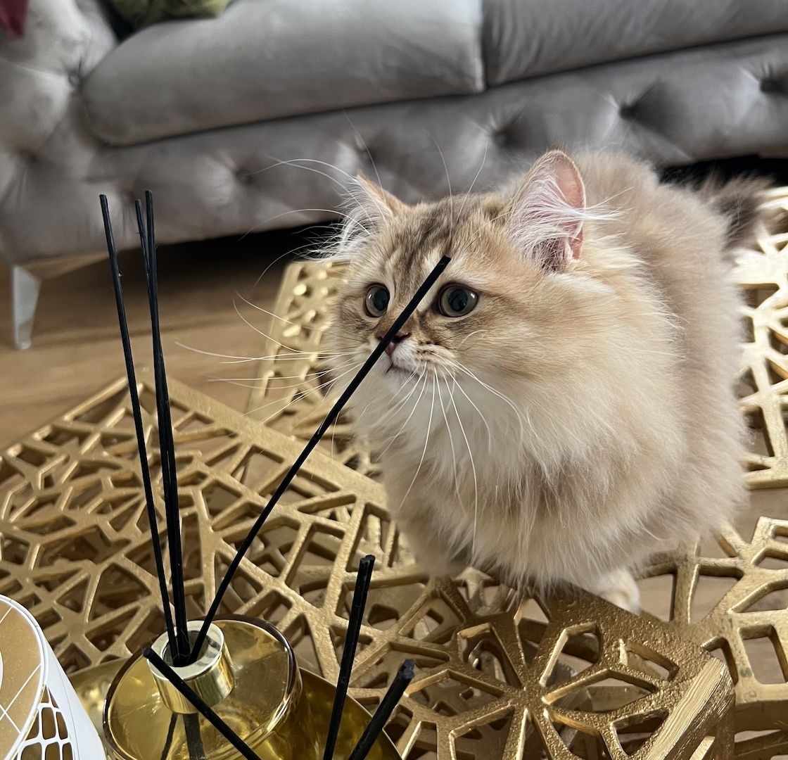 BLH bkh Kater black golden Chinchilla junge britisch langhaar vom Züchter
