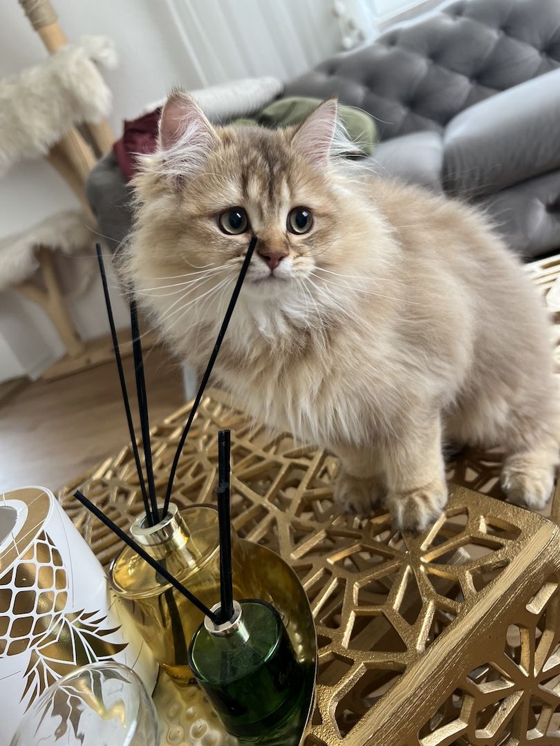 BLH bkh Kater black golden Chinchilla junge britisch langhaar vom Züchter