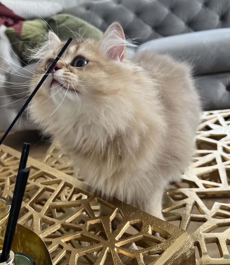 BLH bkh Kater black golden Chinchilla junge britisch langhaar vom Züchter