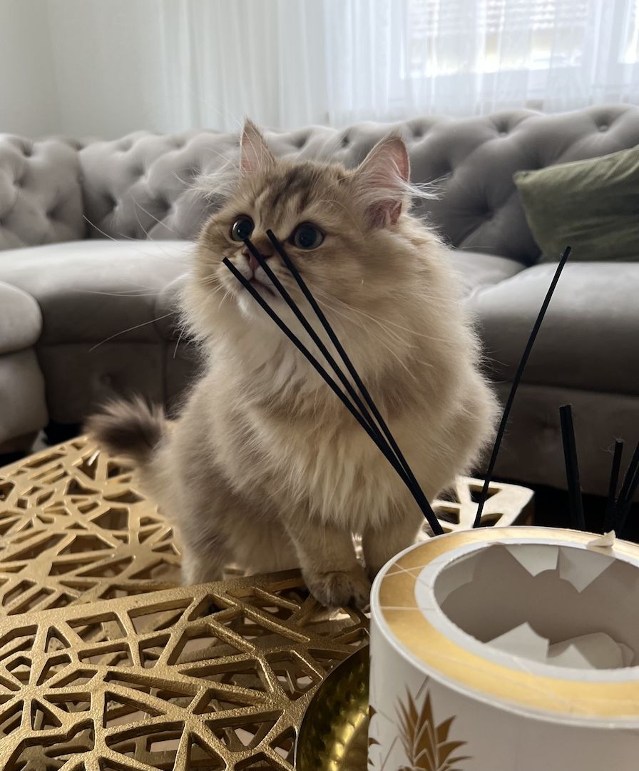 BLH bkh Kater black golden Chinchilla junge britisch langhaar vom Züchter