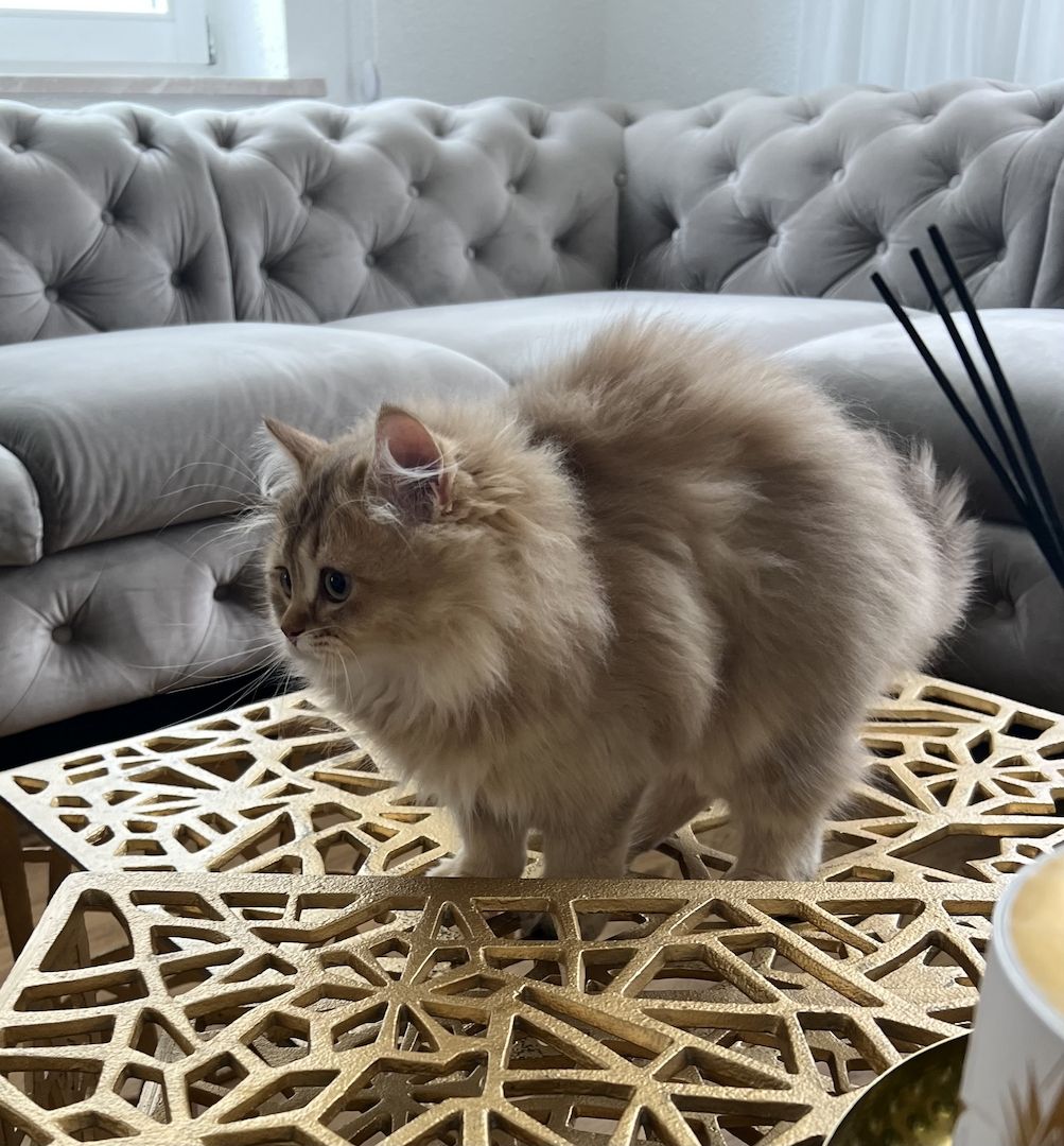 BLH bkh Kater black golden Chinchilla junge britisch langhaar vom Züchter