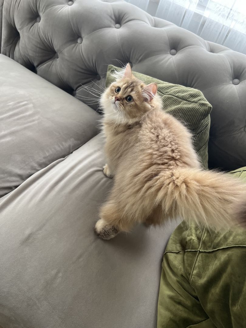 BLH bkh Kater black golden Chinchilla junge britisch langhaar vom Züchter