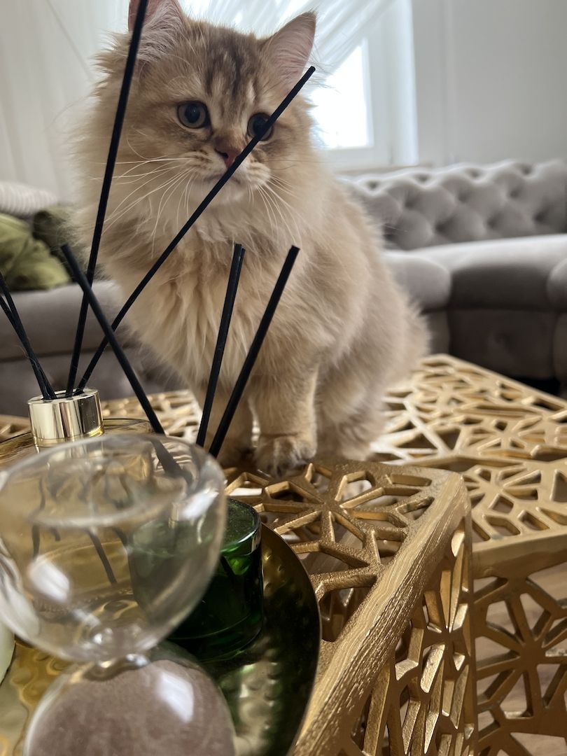 BLH bkh Kater black golden Chinchilla junge britisch langhaar vom Züchter