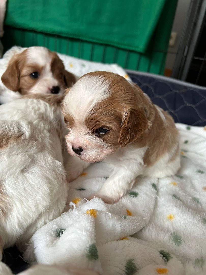 Unsere Welpen suchen ein Zuhause