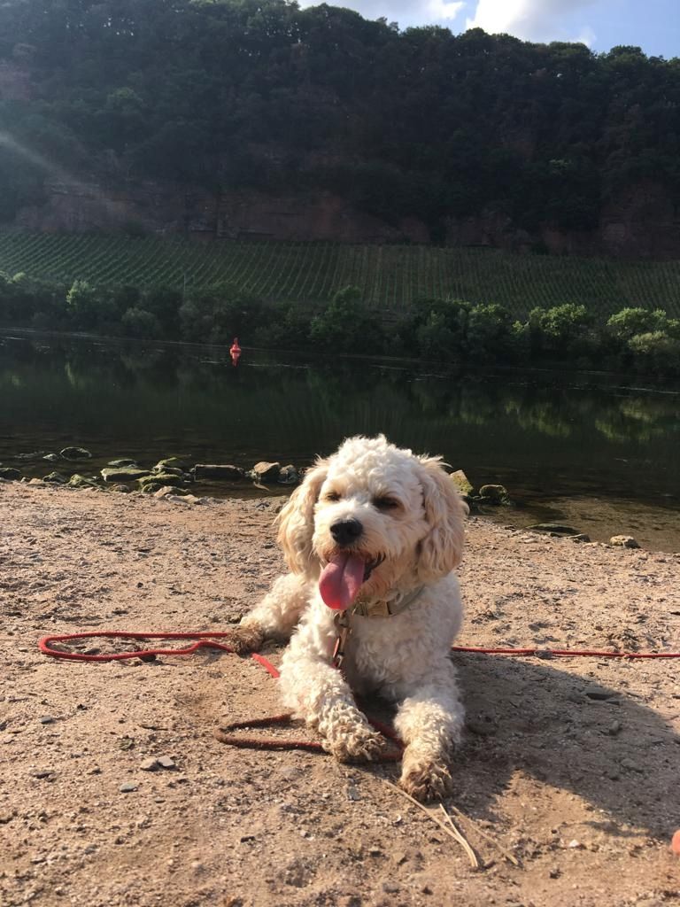 Unsere Welpen suchen ein Zuhause