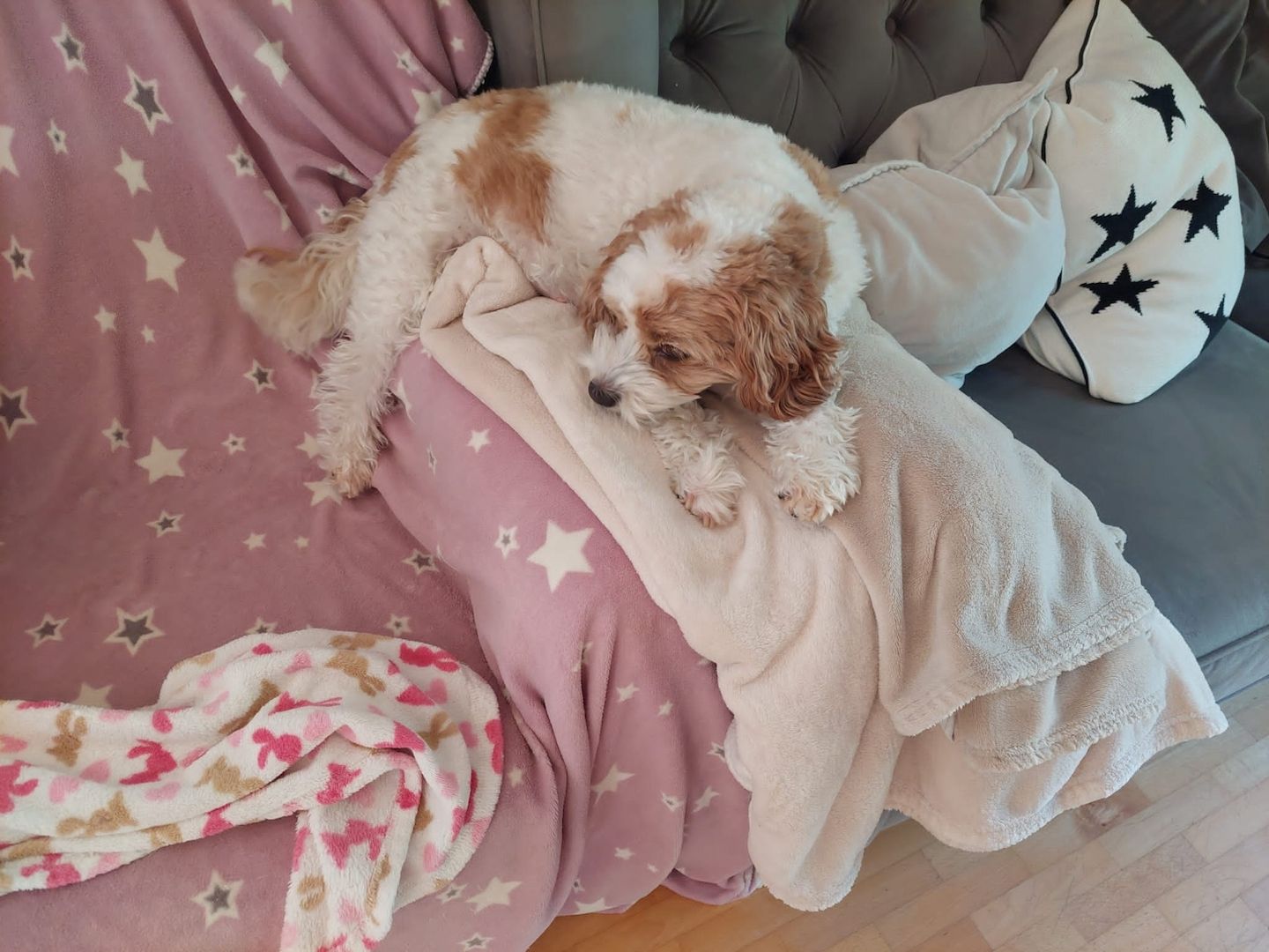 Unsere Welpen suchen ein Zuhause