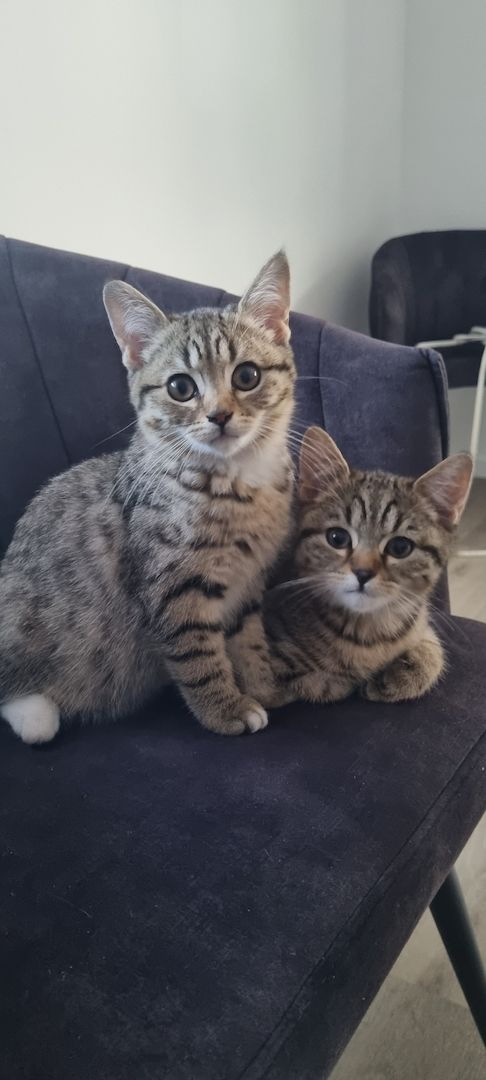 BKH KITTEN suchen ein liebevolles Zuhause!!!