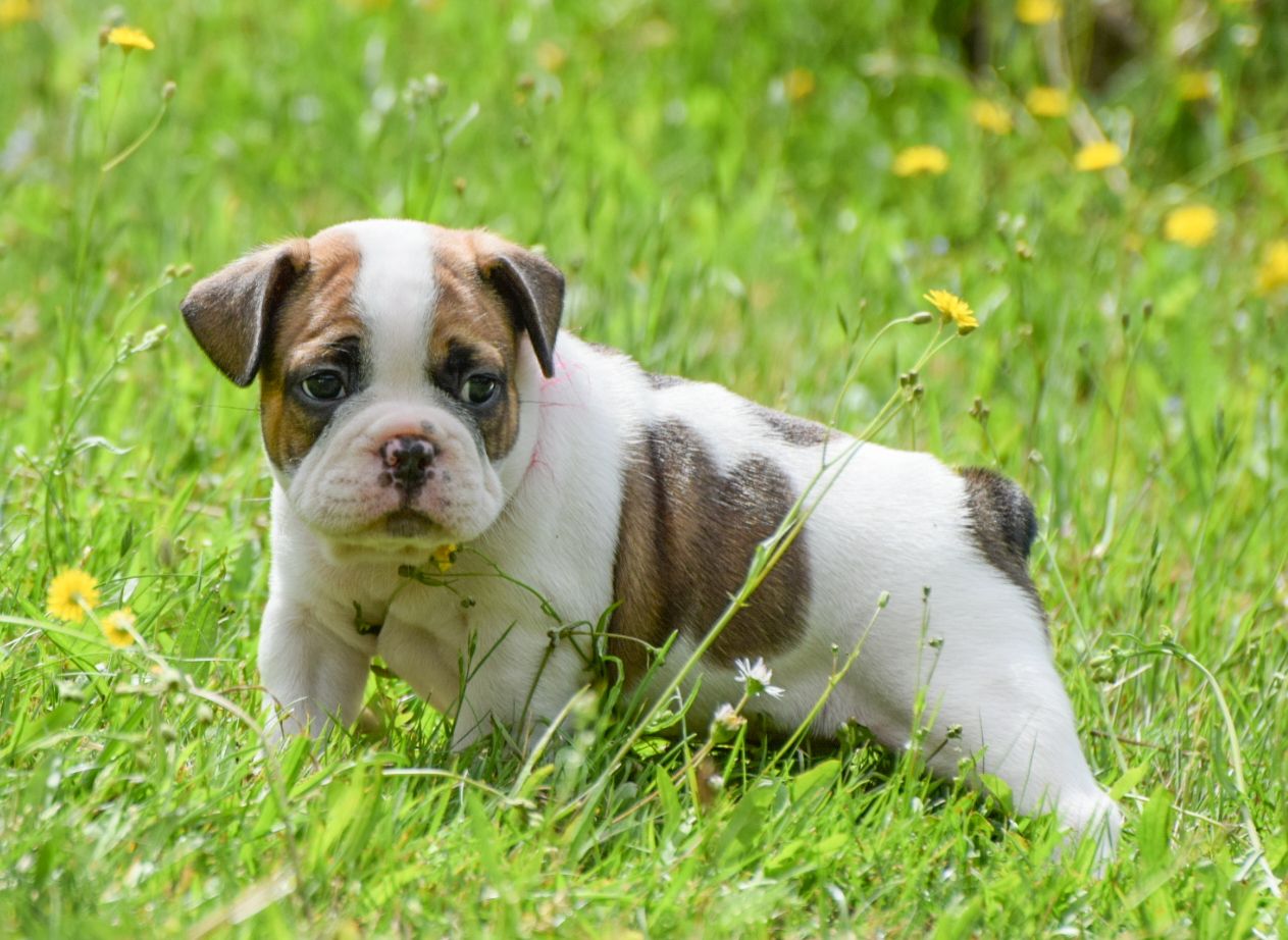 Französische Bulldogge Welpe