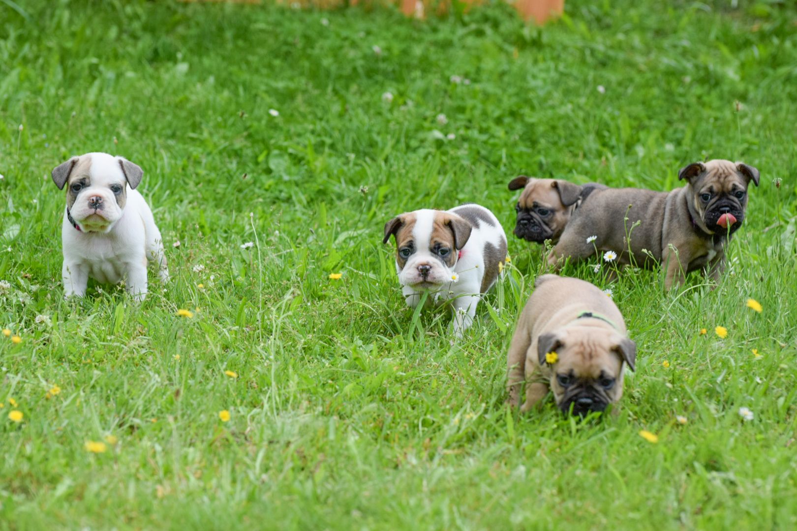 Französische Bulldogge Welpe