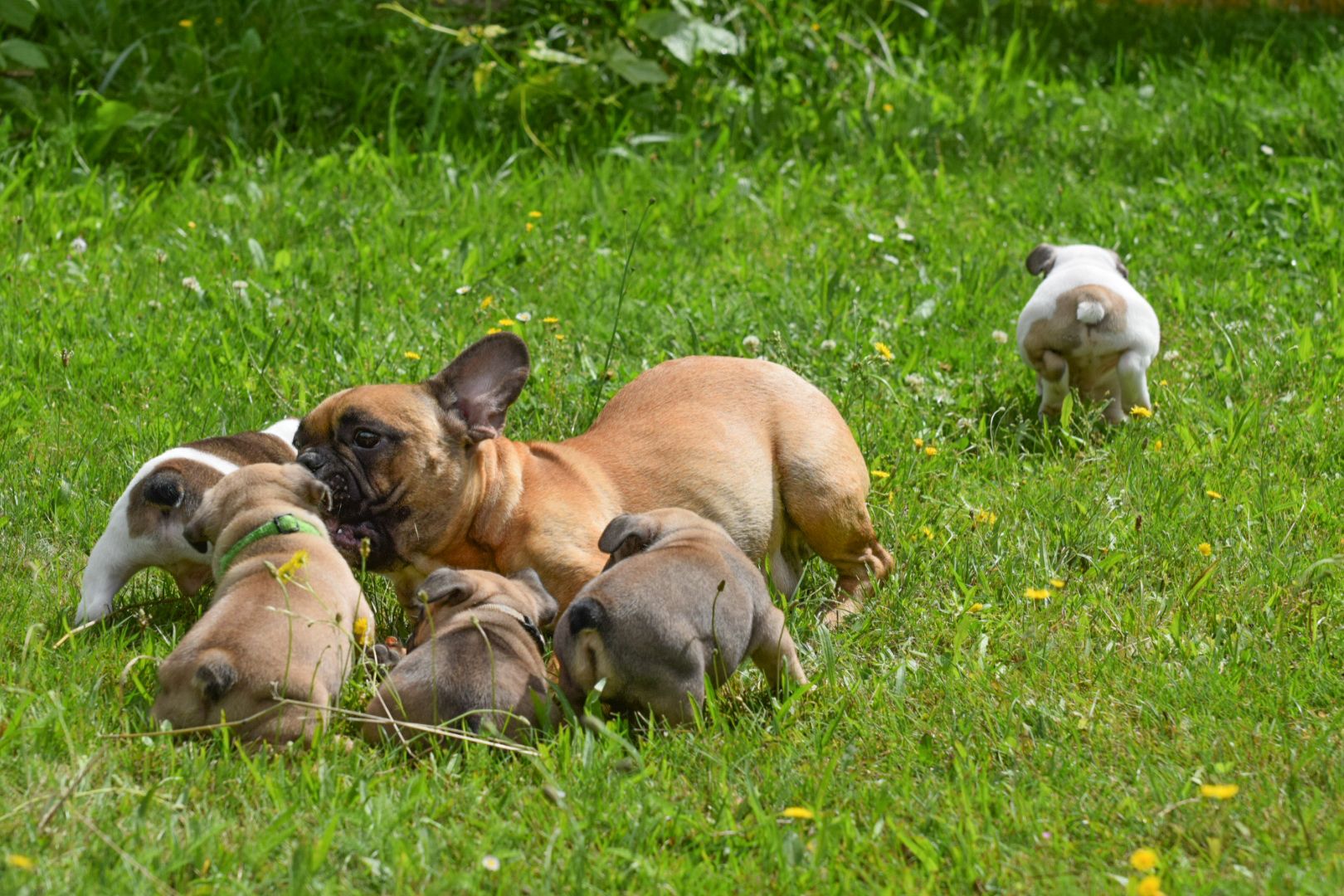 Französische Bulldogge Welpe