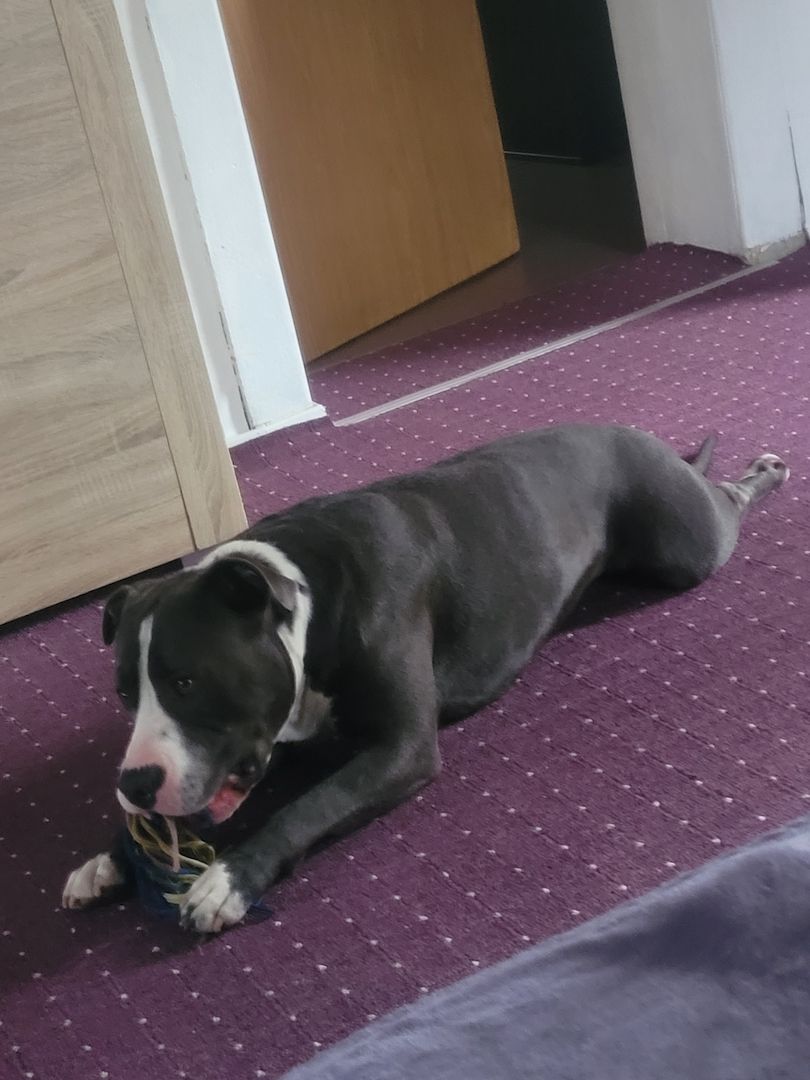 Mischlingshund Mischlingshund