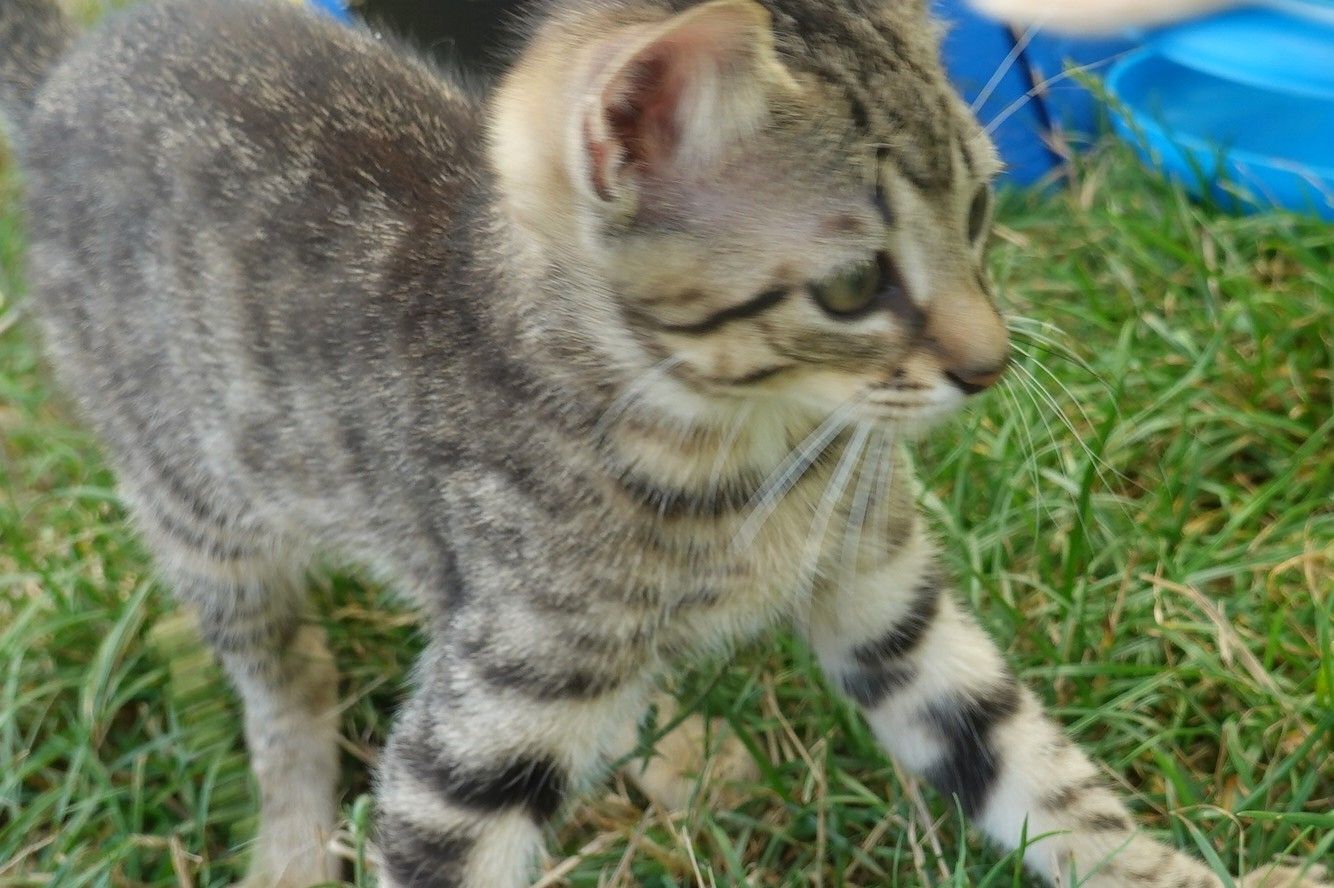 Wunderschöne verschmuste Katzenbabys BKH Kätzchen und Katerchen