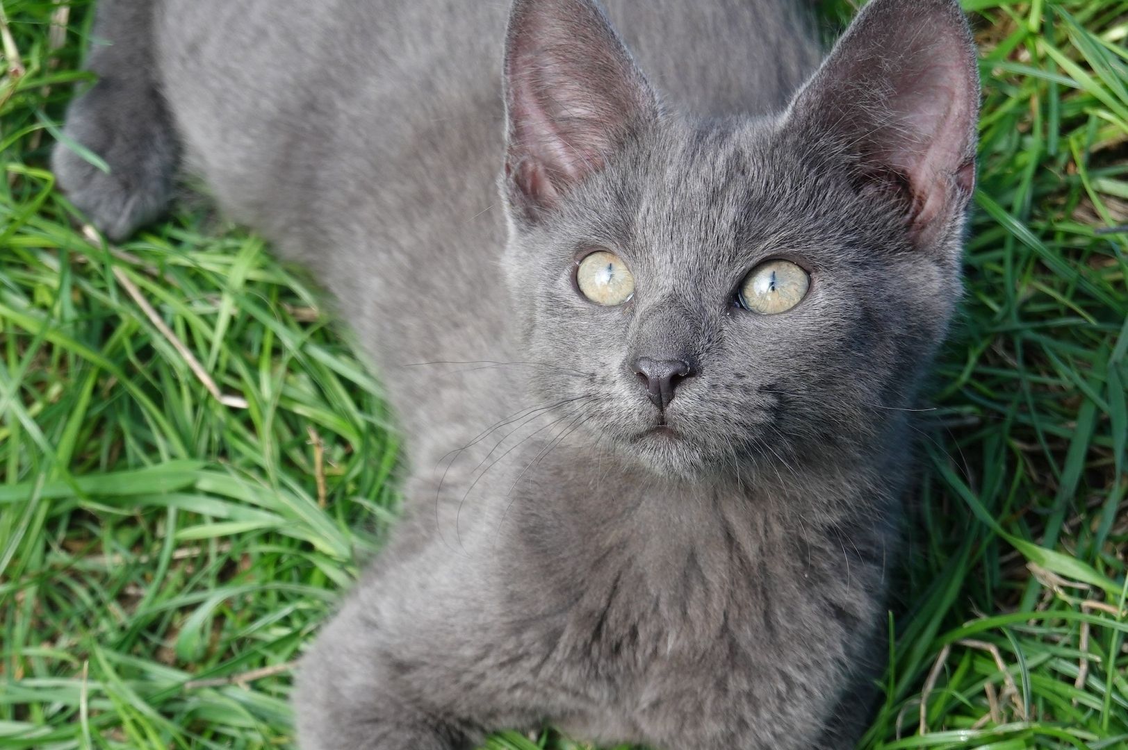 Wunderschöne verschmuste Katzenbabys BKH Kätzchen und Katerchen