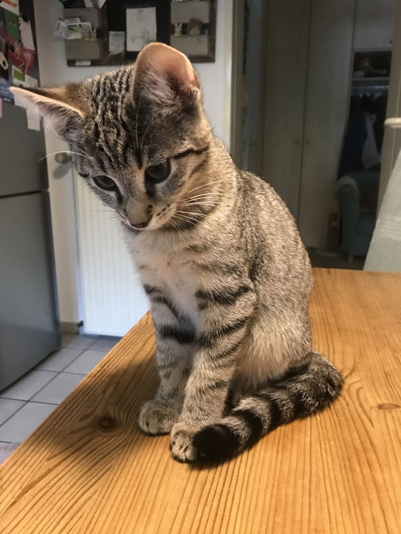 Katzenkitten abzugeben (m/w)