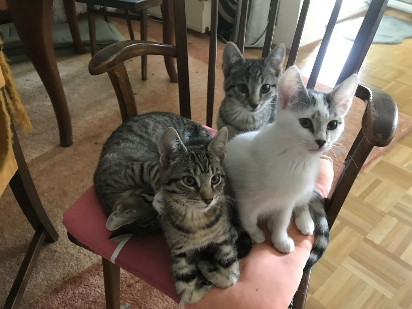 Katzenkitten abzugeben (m/w)