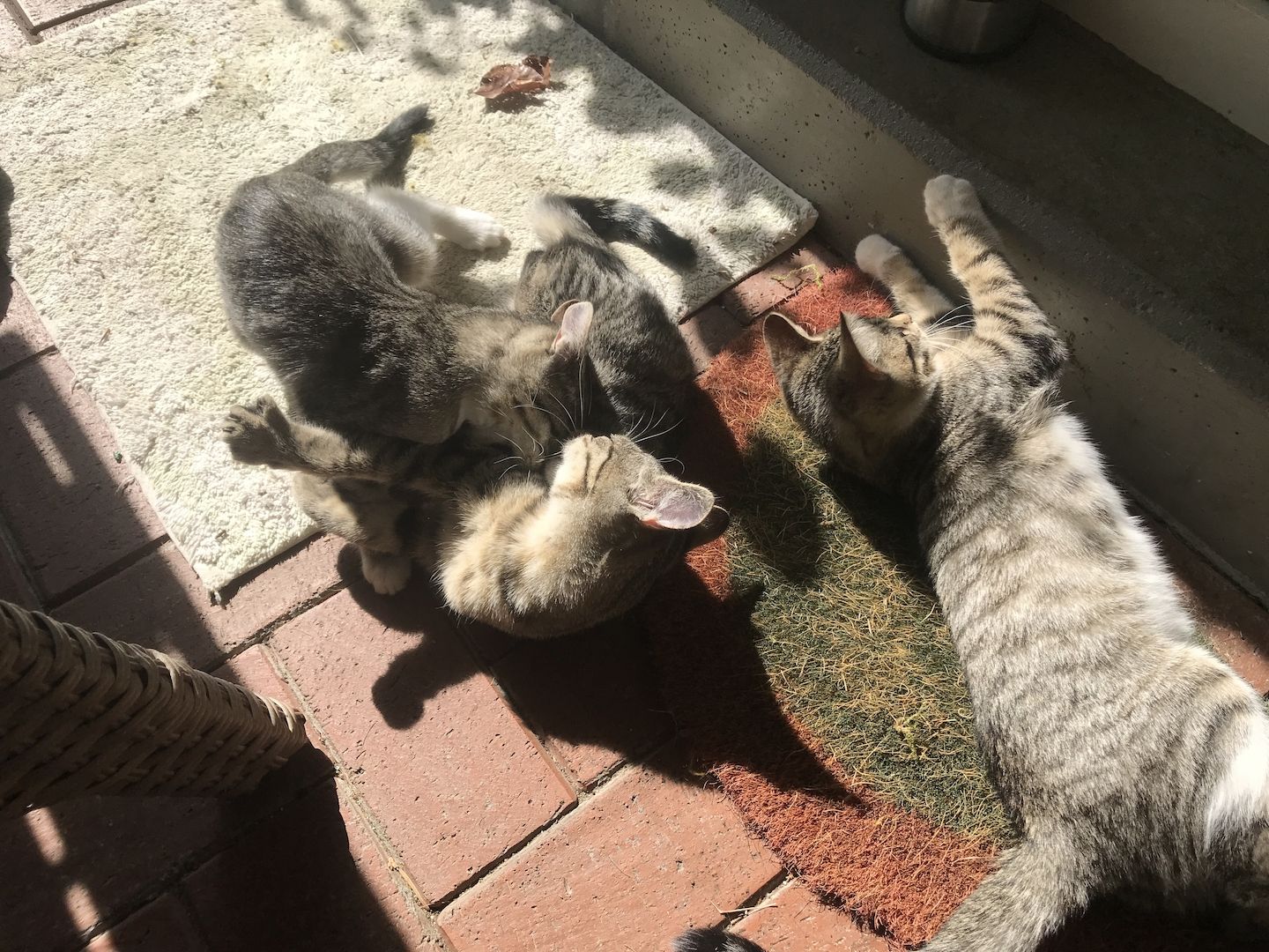 Katzenkitten abzugeben (m/w)