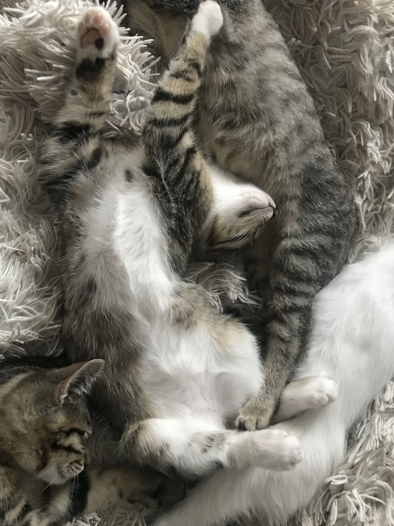 Katzenkitten abzugeben (m/w)