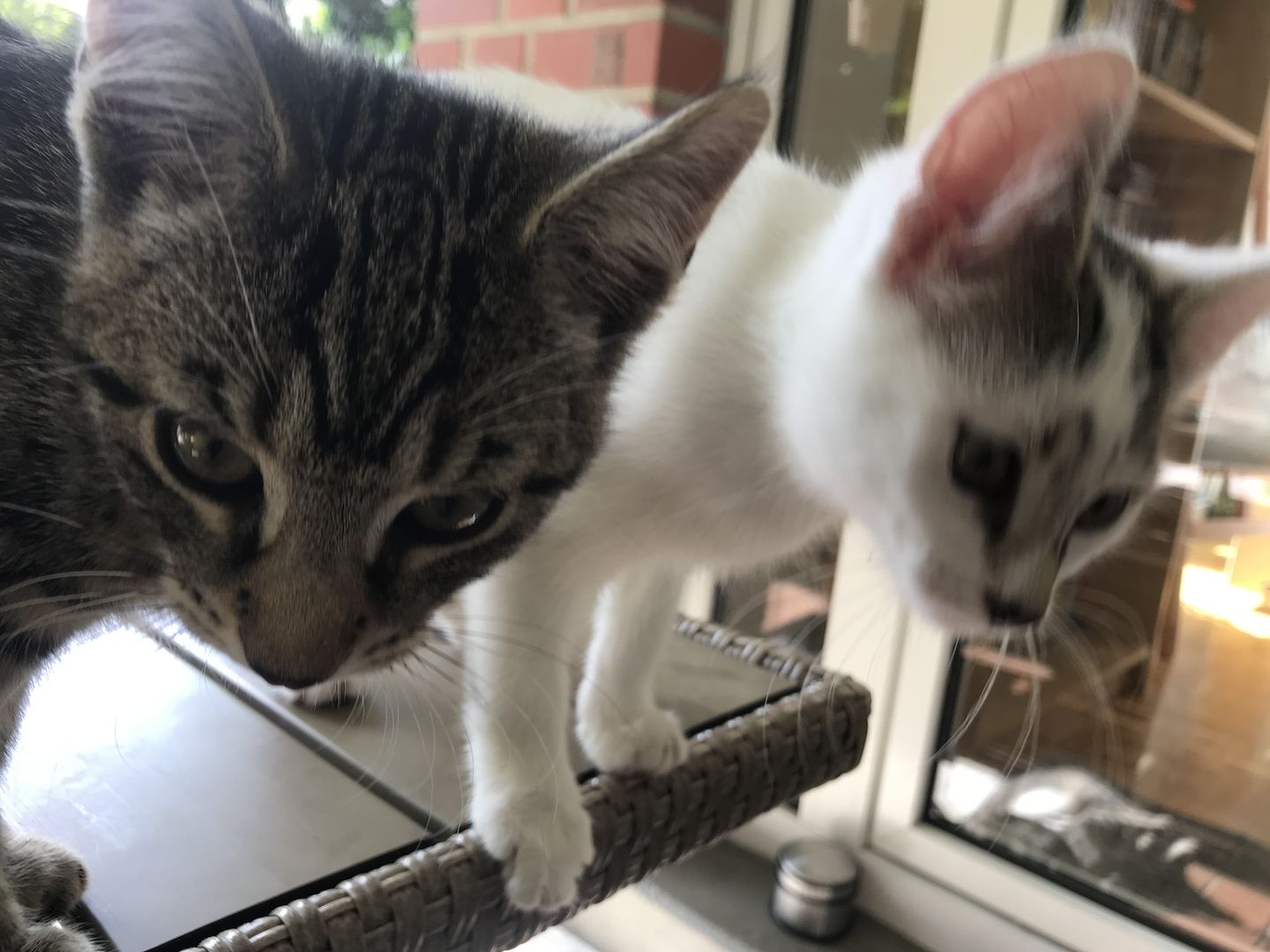 Katzenkitten abzugeben (m/w)