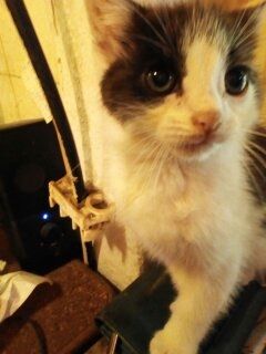 Katzenbabys suchen liebevolles Zuhause