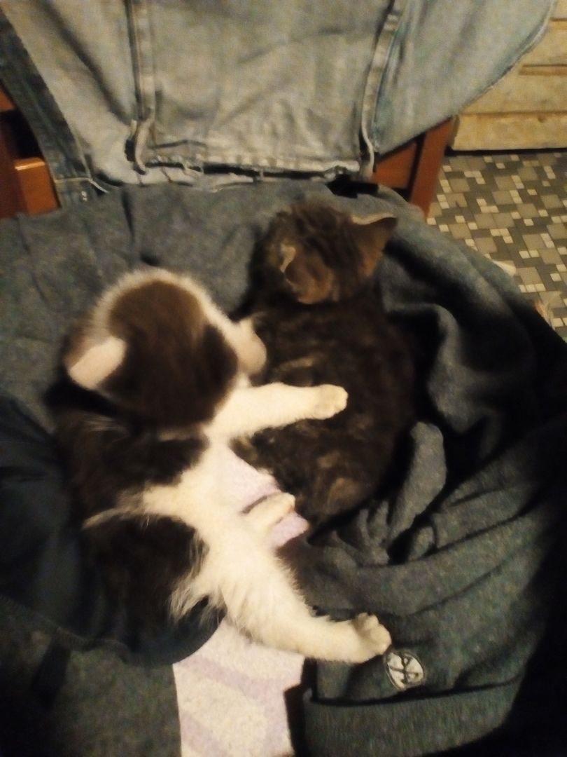 Katzenbabys suchen liebevolles Zuhause