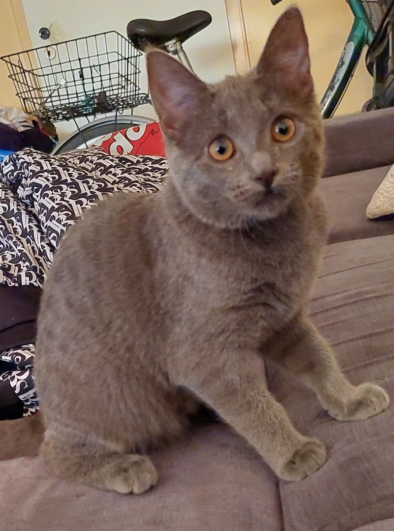 Bkh russisch blau mix mädel