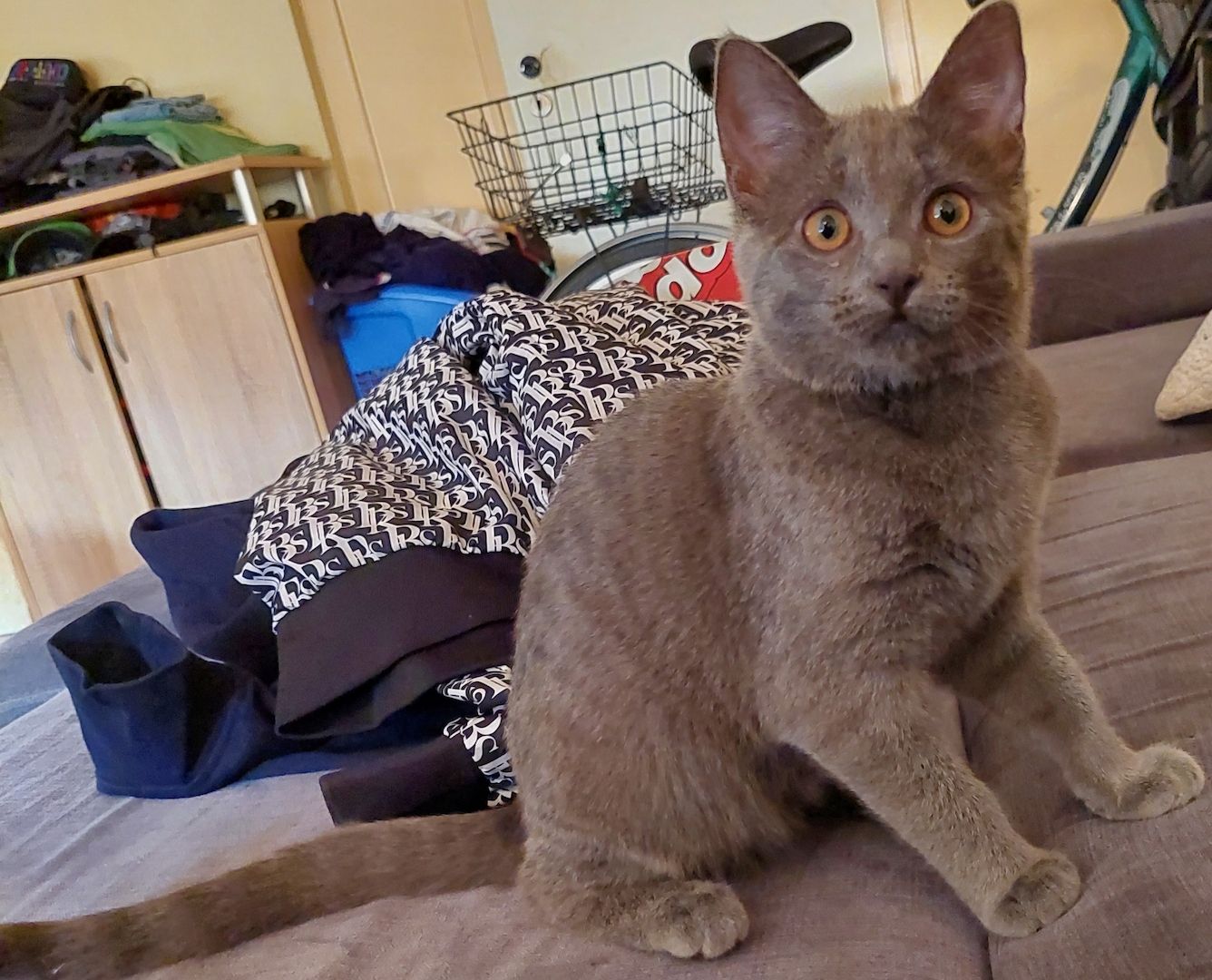 Bkh russisch blau mix mädel