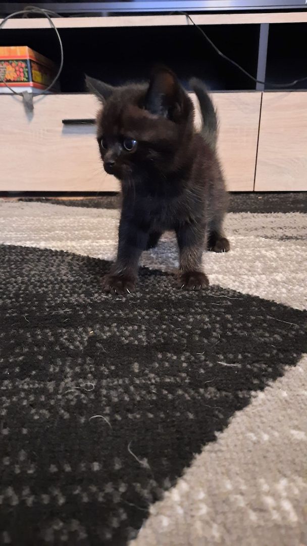 Bkh kitten zum verkaufen