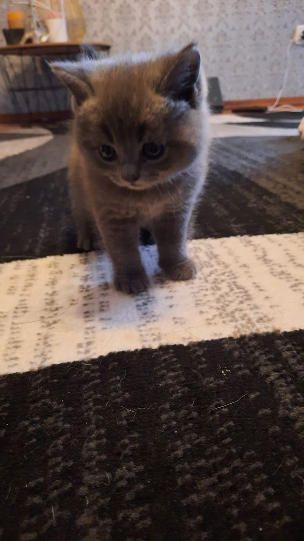 Bkh kitten zum verkaufen