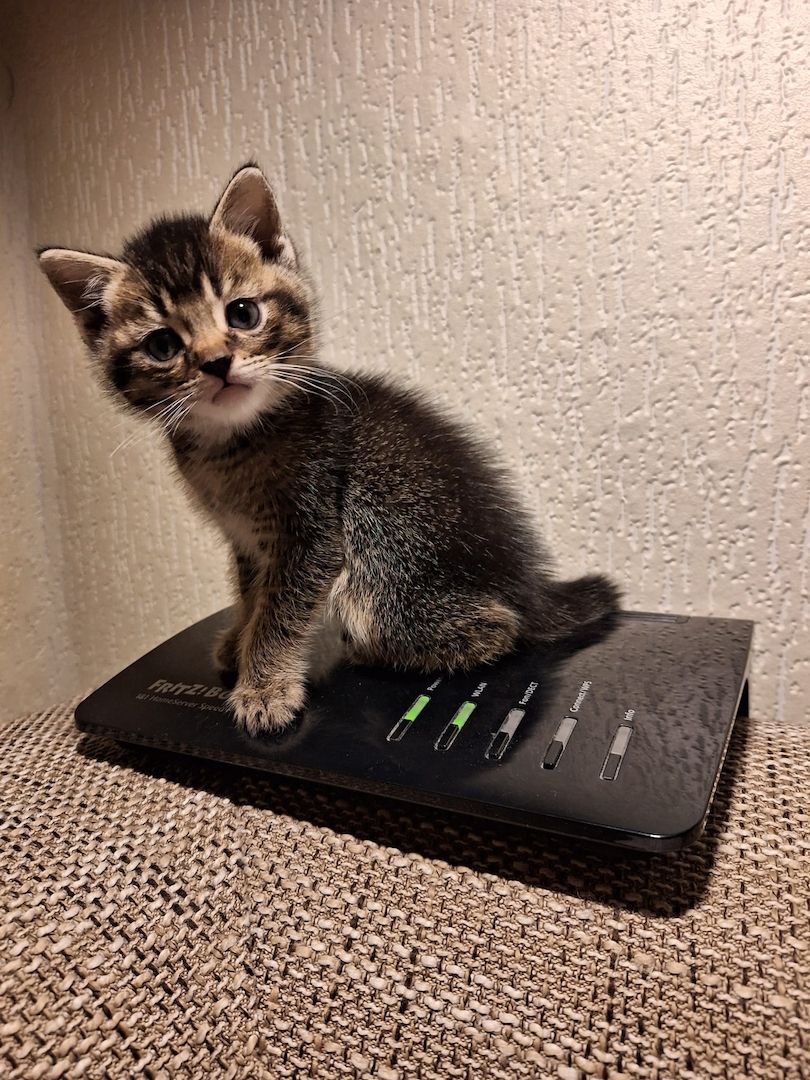 BKH&EHK Mix Kitten zum abgeben