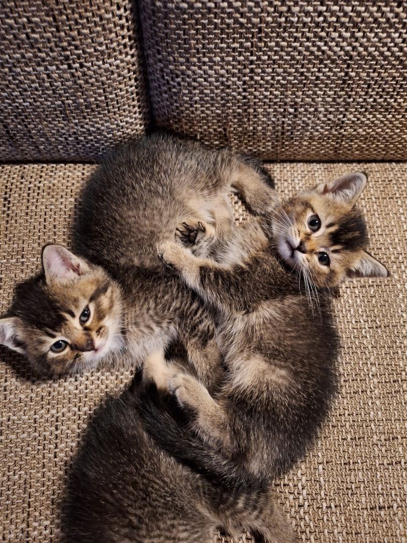 BKH&EHK Mix Kitten zum abgeben