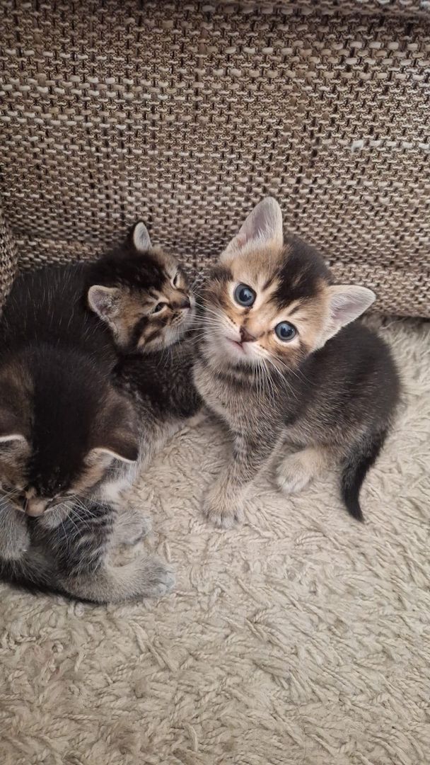 BKH&EHK Mix Kitten zum abgeben