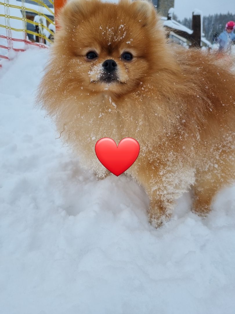 pomeranian  Pommerscher Spitz mini