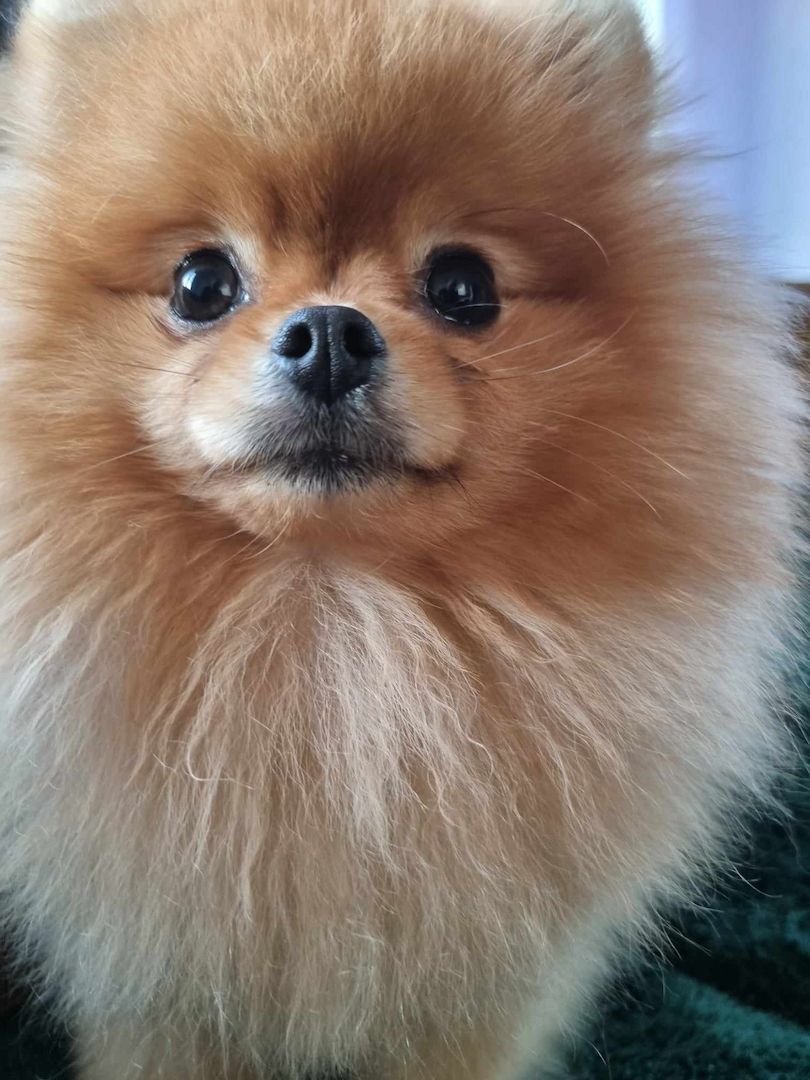pomeranian  Pommerscher Spitz mini