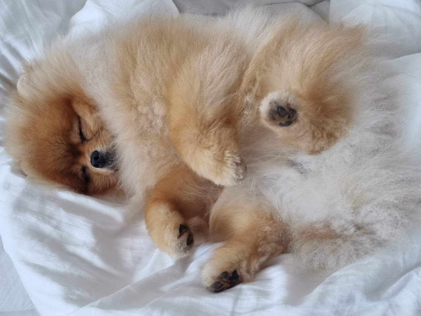 pomeranian  Pommerscher Spitz mini