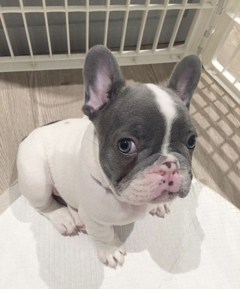 Französische Bulldoggenwelpen, männlich und weiblich