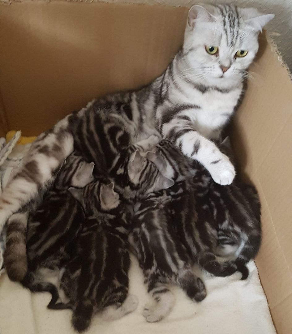 Wunderschöne BKH Kitten