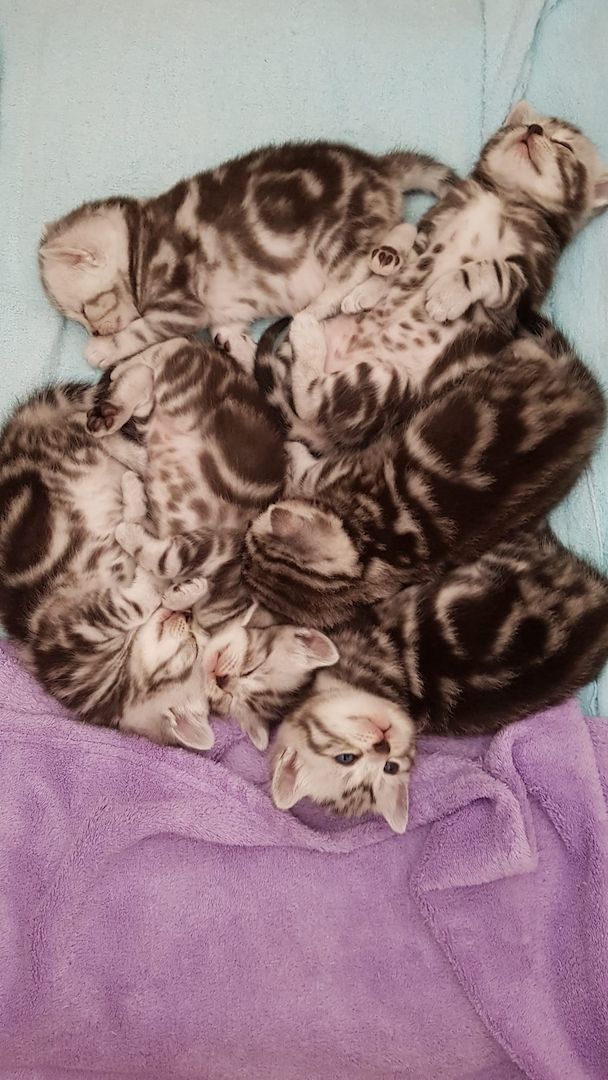 Wunderschöne BKH Kitten